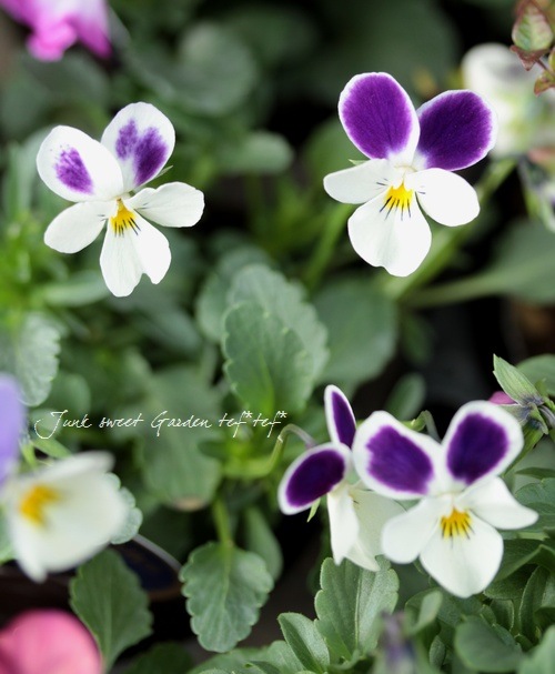 �������������<BR>���ͥ��쥯�����<BR>���Ķ���