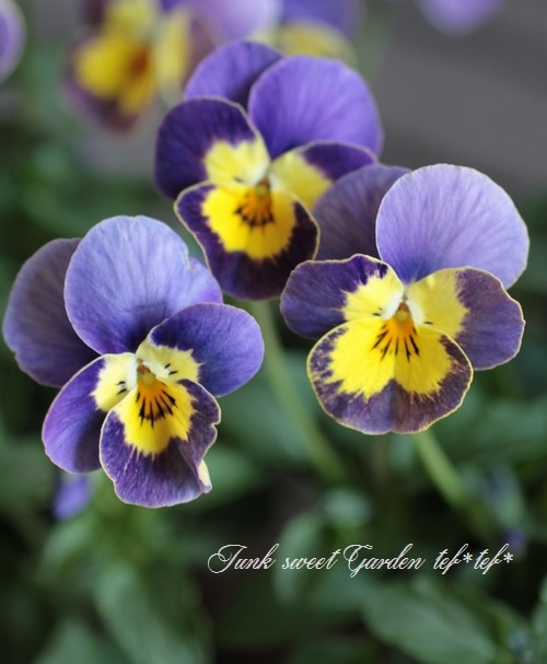 i>Viola×wittrockiana</i><BR><BR>笈川さん育種生産！<BR>横浜