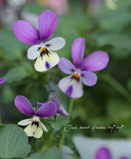 ���ѥ󥸡������<BR>�����硦ƣ�Ĥ�����<BR>�إ֥롼���ۥ磻��(���ˡ�