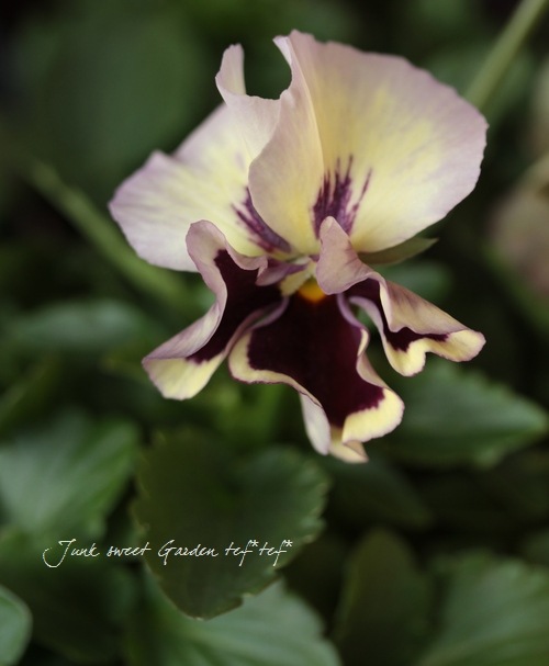 * Luxury selection *<BR>�ѥ󥸡�<BR>ʿ�͹��Ҥ����<BR>�إɥ꡼���������-����å��������꡼��-