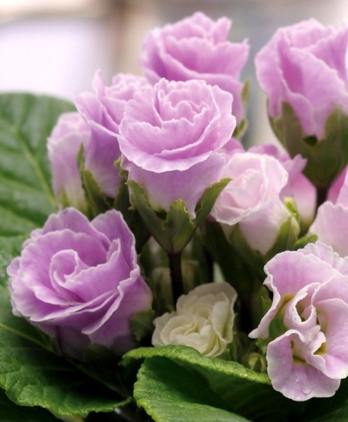 �ץ�ߥ��ࡦ�Х�餭�ʼ�ץ��顦����ꥢ�󡡡إ֥롼�٥꡼�Υࡼ����