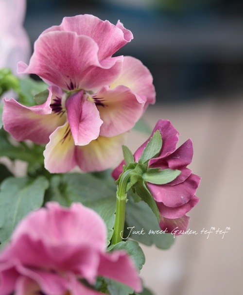 Ȭ�ź餭�ѥ󥸡�❤<BR>�إե����꡼���塼���<BR>��礵����إ����ޡ�