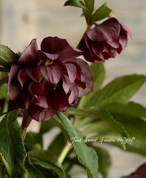 1_000000003085.jpg?1678209903