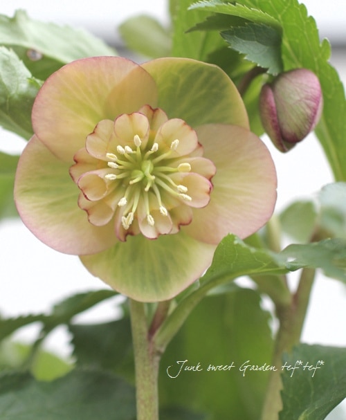 クリスマスローズ開花株　sdグリーンゴールド大和園　sd多弁アンティーク他交配済 大和園】 クリスマスローズ 『ダブルアンティークピンク』 2026【L