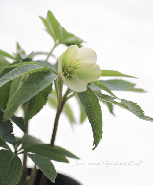 クリスマスローズ開花株　sdグリーンゴールド大和園　sd多弁アンティーク他交配済 クリスマスローズ開花株 SDカップ咲きモーリー 070 現品限り : 金井