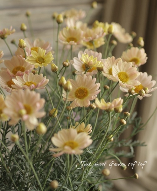 <i>Argyranthemum frutescens����Spring Bouquet��</i><BR><BR>���Ѥ�ꤹ��ޡ�����åȡ�<BR>�إ��ץ�󥰥֡�����