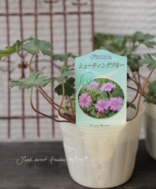 ����˥��� �إ��塼�ƥ��󥰥֥롼��