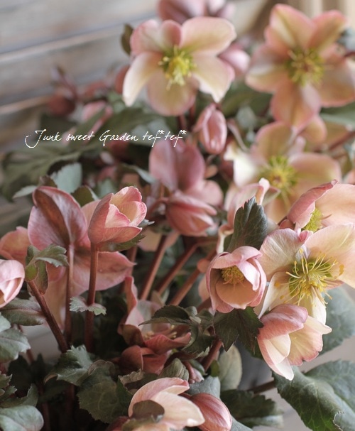 シックなピンク色 クリスマスローズ 『ピロエット』 | すべての商品