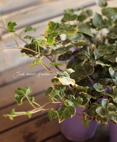 *Hedera helix*<BR><BR>�����ݤ���ο��ʼ<BR>�إǥ顡��Ĭ�ι��