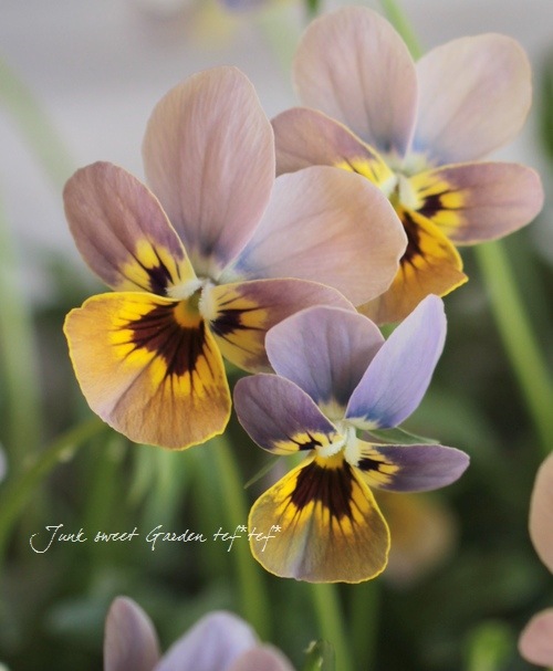 <i>Viola</i><BR><BR>�ߥ��ƥꥢ�����꡼��<BR>�إ��֥ꥨ���