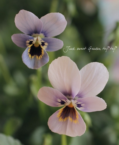 ゲブラさんのオリジナルビオラ ミステリアスシリーズ 『ブルーパンサー