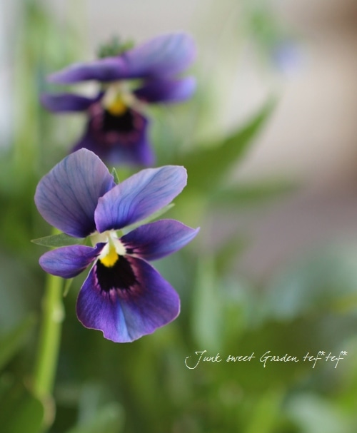 ゲブラさんのオリジナルビオラ ミステリアスシリーズ 『ルイザ