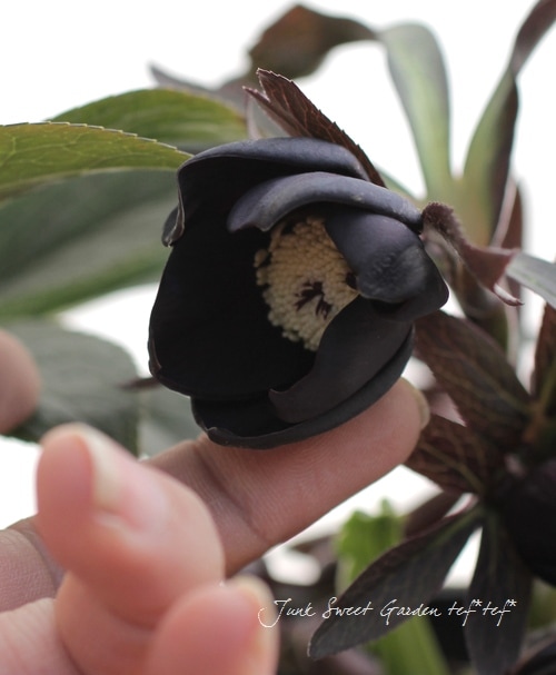 優木園さん 黒札セット3 【先姫】【幻乱燈花】花芽付き 札付き 楽天市場】任天堂の花札 黒札3種類セットでお得 都の花・天狗・大統領