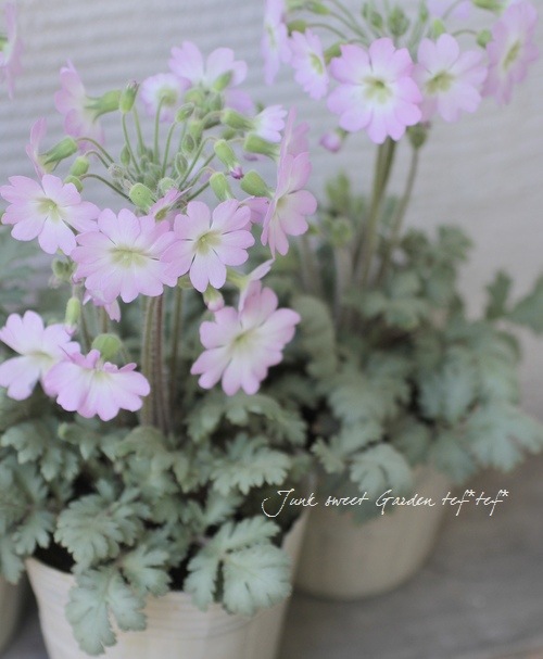 <i>Primula filchnera</i><BR><BR>Ť̷Ϲ<BR>⥹꡼ΥС꡼<BR>ץإե륯ͥ饨