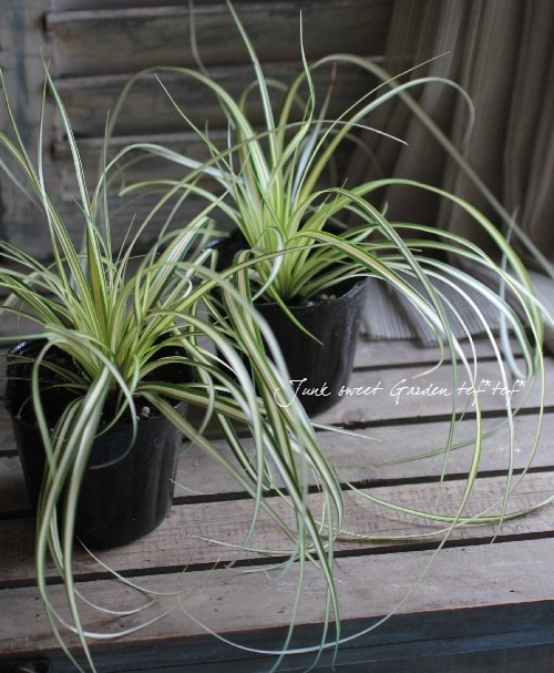 �ڴ��տ�ʪ�� ����å��� �إ��С�������ɡ� �إ٥����饹��