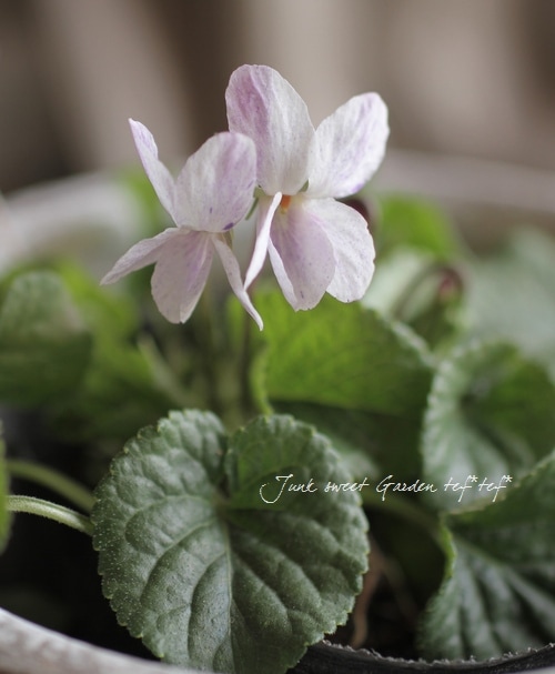 花 八重咲きハイビスカス 