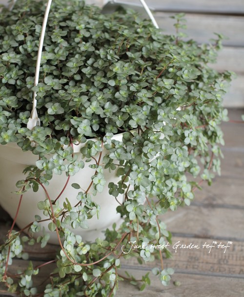 Pilea ��Glauca Greizy��<BR><BR>�ߤ�ȭ������ԥ쥢<BR>�إ��饦�����쥤������