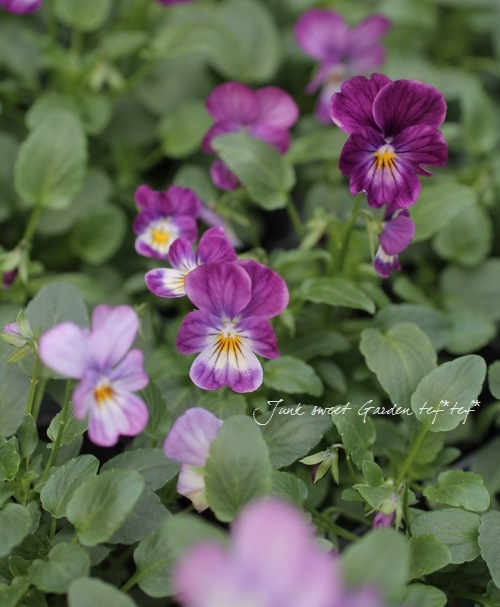 ビオラ ビビシリーズ<BR>ラベンダーアンティーク<BR>3.5寸