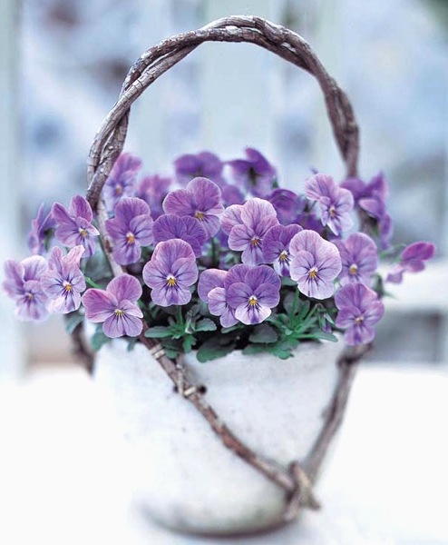 ハンドメイド　ビオラ ビオラ ビビシリーズ<BR>『ラベンダーシェード』3.5寸苗