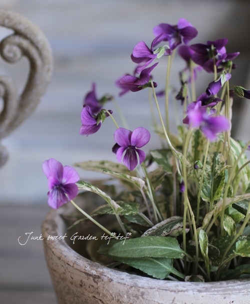 i>Viola mandshurica</i><BR><BR>斑入りニシキスミレ<BR