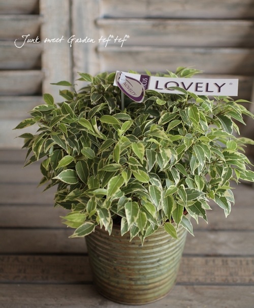 Ficus benjamina<BR><BR>����������ƥꥢ���꡼��<BR>�ơ��֥륵�����Υ٥󥸥�ߥ�<BR>�إ�֥꡼��