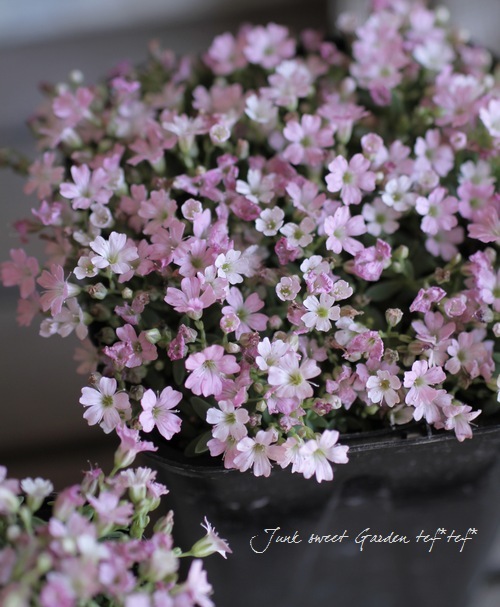 Gypsophila<BR><BR>Ѵνɺ<BR>ɺߥ<BR>إϥԥͥԥ󥯡