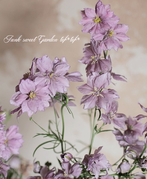 Ȭź餭顼ѡ إ륰쥤 Ի׵Ŀ