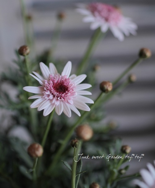 Argyranthemum frutescens<BR><BR>���֥餵��Υޡ�����å�<BR>�Υ������꡼��<BR>�ؤ�����������