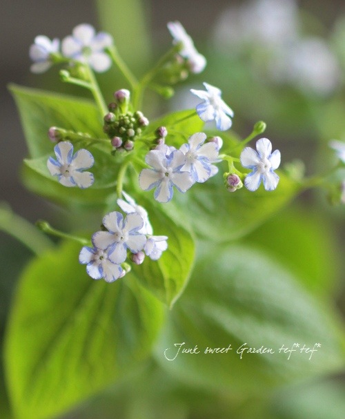 Brunnera macrophylla<BR>��Jennifer��<BR><BR>�����Ǥ��ĥ֥��ͥ�<BR>�إ����˥ե�����