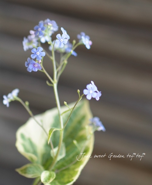Brunnera macrophylla<BR>��Hadspen Cream��<BR><BR>�����Ǥ��ĥ֥��ͥ�<BR>�إϥɥ��ڥ󥯥꡼���