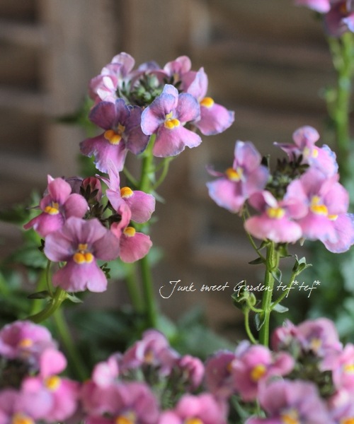 Nemesia caerulea<BR><BR>åͿ<BR>ɺͥ᥷ͥ<BR>إԥ󥯡