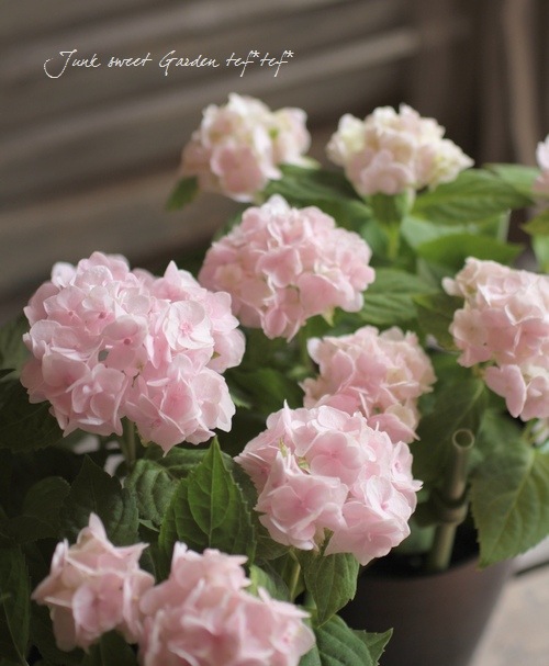 Hydrangea serrata<BR><BR><BR>ذͽҼޤ
