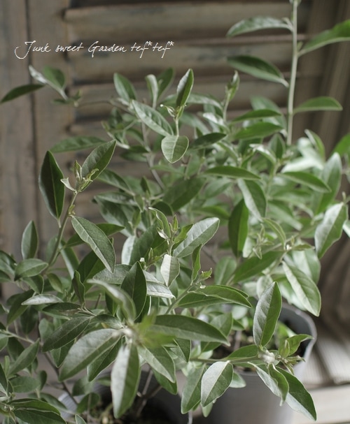 Elaeagnus angustifolia<BR><BR>シルバーリーフのグミの木<BR