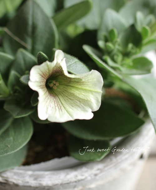 Petunia��hybrida<BR><BR>��߷������Ρ��ڥ���˥����ץ쥸�㡼<BR>�إ��ץ����Ρ�