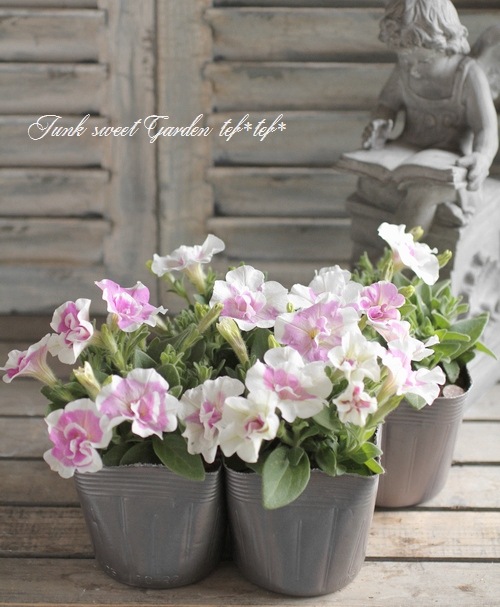 �ڥ���˥����ץ쥸�㡼���إ�٥�����ۥ磻�ȥ��������