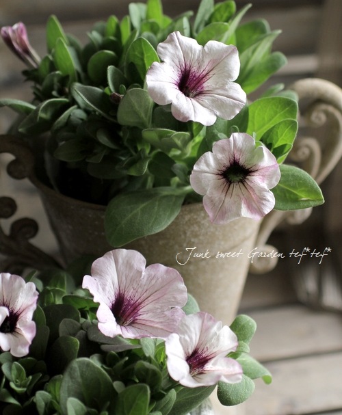 Petunia��hybrida<BR><BR>��߷������Ρ��ڥ���˥����ץ쥸�㡼<BR>�إۥ磻�ȥ�饢���ѥƥ�����