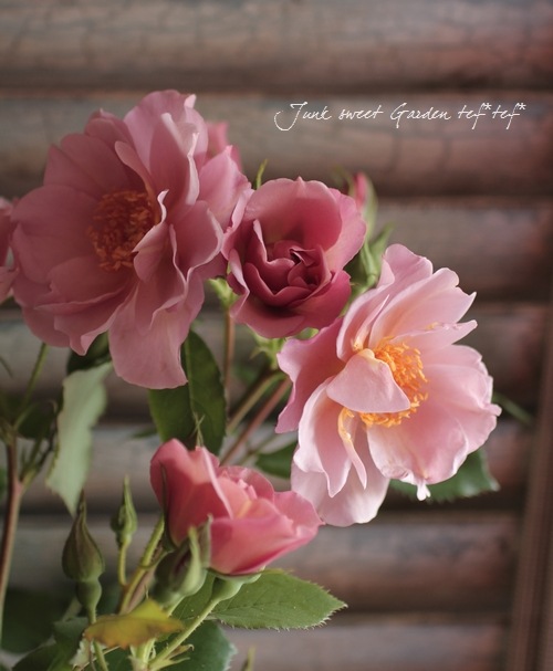 バラの花 変化を楽しむバラ「アートリークローズ」