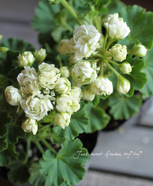 八重咲きゼラニウム グリーンブーケ Flower Species ゼラニウム Junk Sweet Garden Tef Tef