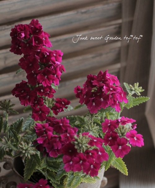 <i>Verbena</i><BR><BR>���ؽɺ��С��٥�<BR>����ץ쥹�إС�����ǥ���