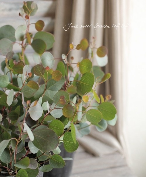 Eucalyptus<BR>”polyanthemos”<BR><BR>ユーカリ・ポプルネア