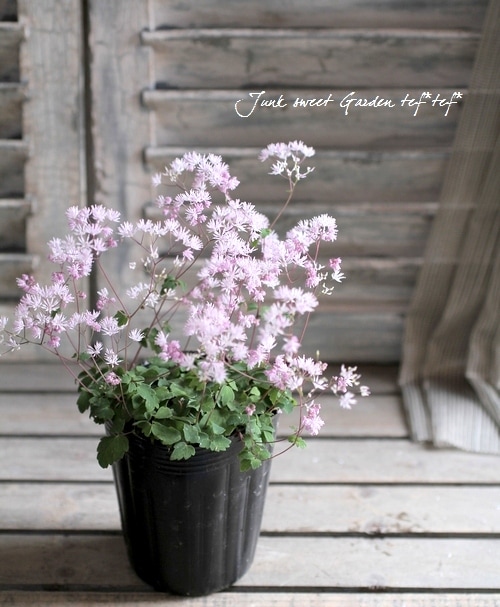 タリクトラム 『ツクシカラマツ』 | すべての商品 | | Junk sweet