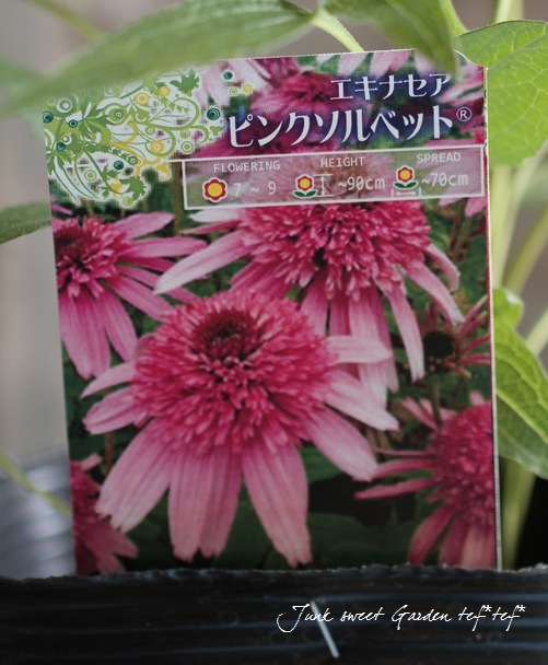Echinacea<BR><BR>Ȭ�ź餭�����ʥ���<BR>�إԥ󥯥�����٥åȡ�<BR>�����äѤʤ�OK!