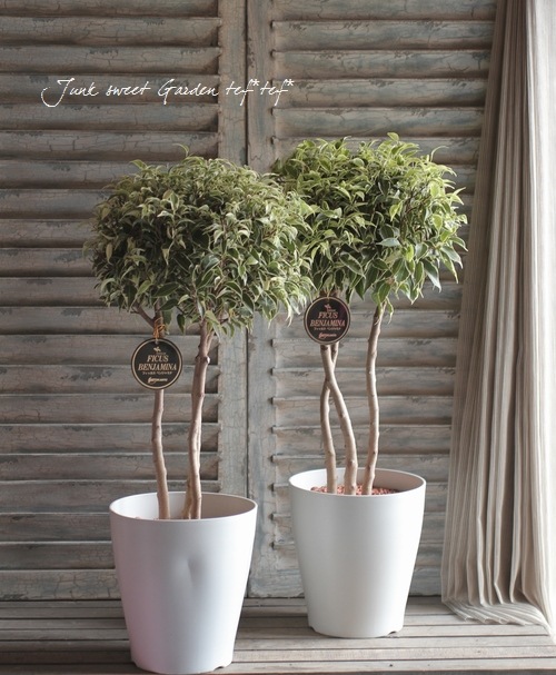 ƥꥢ꡼<BR>ե٥󥸥ߥ<BR>إ٥󥸥ߥʡա<BR>ȥԥ꡼Ω