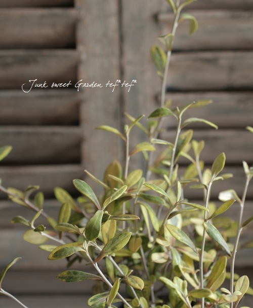 Corokia cotoneaster <BR><BR>���꡼�֤Τ褦���դäѡ�<BR>���������������ꥪ�꡼�֥꡼�ա�