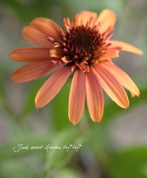 Echinacea<BR><BR>Ȭź餭ʥ<BR>إ󥸥֥󥺷ϡ<BR>äѤʤOK!