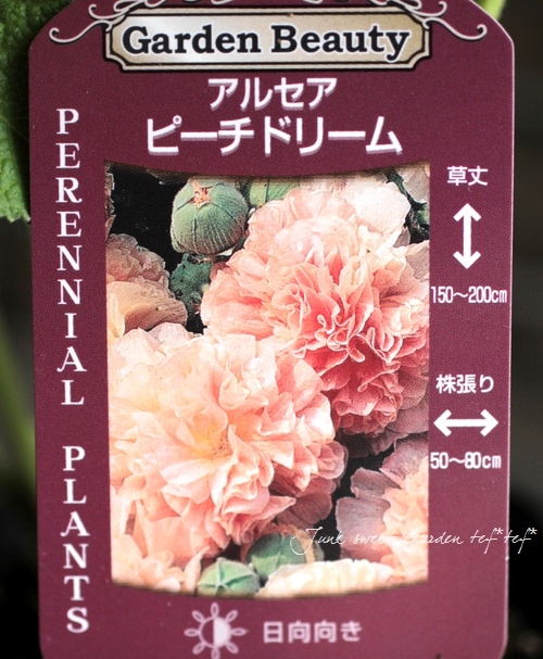 同梱品・在庫0️⃣✨ホリホック✨ピーチドリーム 同梱品・在庫0️⃣✨ホリホック✨ピーチドリーム