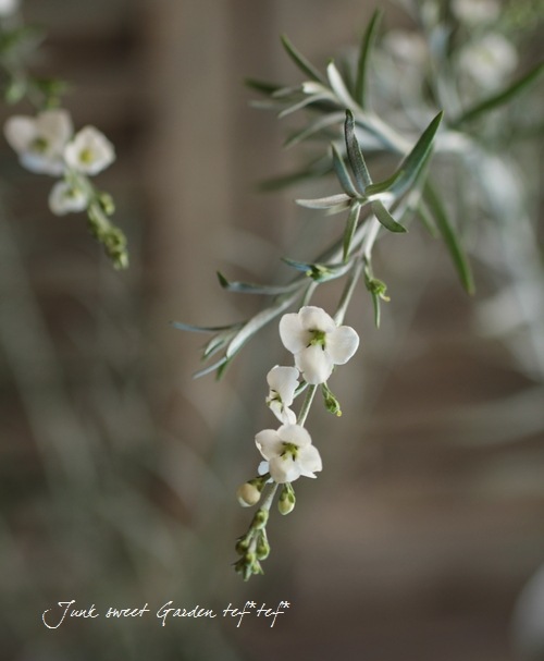 ����ե����ƥ����ޡ������륬�ĥ� ���إ���С��������