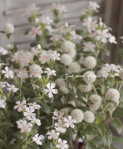 コンパクト品種・センニチコウ 『ドワーフホワイト』 | すべての商品