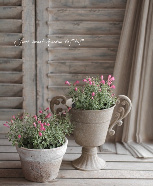 �����ƥ�ꥢ��Ωϲ�� ���إ����꡼�����륭��åס�