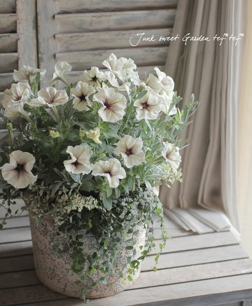 tef*tef*寄せ植え<BR>2014 * no.5 *<BR><BR>ペチュニア『カプチーノ